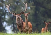 26 Rothirsch Wp Neuhaus Solling